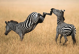 two zebras on brown grass field HD wallpaper